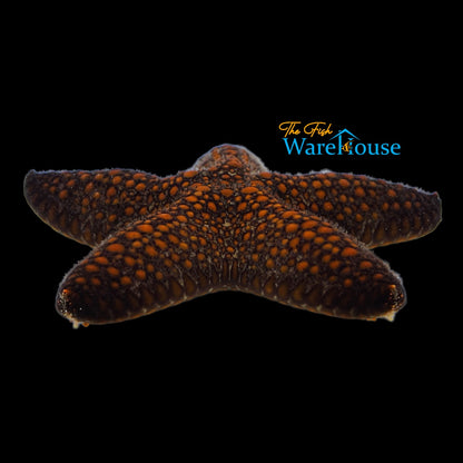 Blunt Arm Sea Star (Pentaster obtusatus)