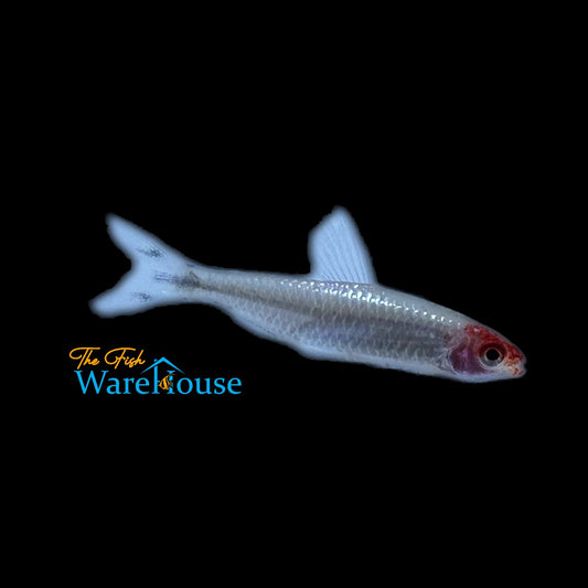 Platinum Rummynose Tetra (Hemigrammus rhodostomus var.)