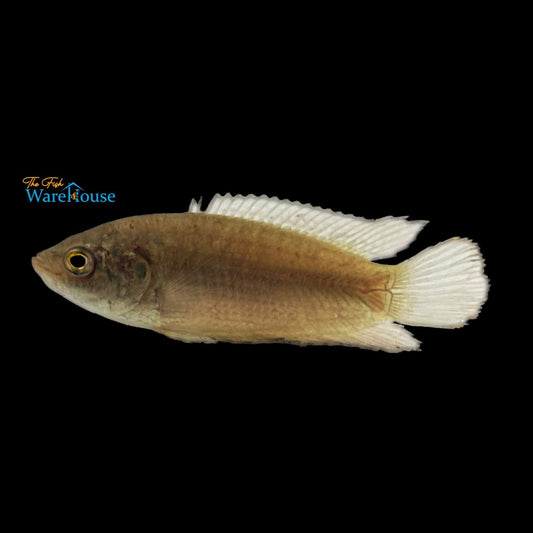 Chinese Paradise Fish (Macropodus chinensis)