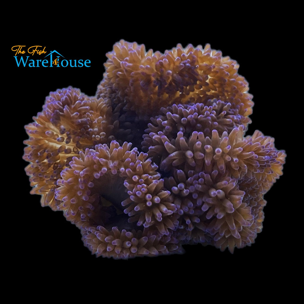 Purple Carpet Anemone (Stichodactyla gigantea)