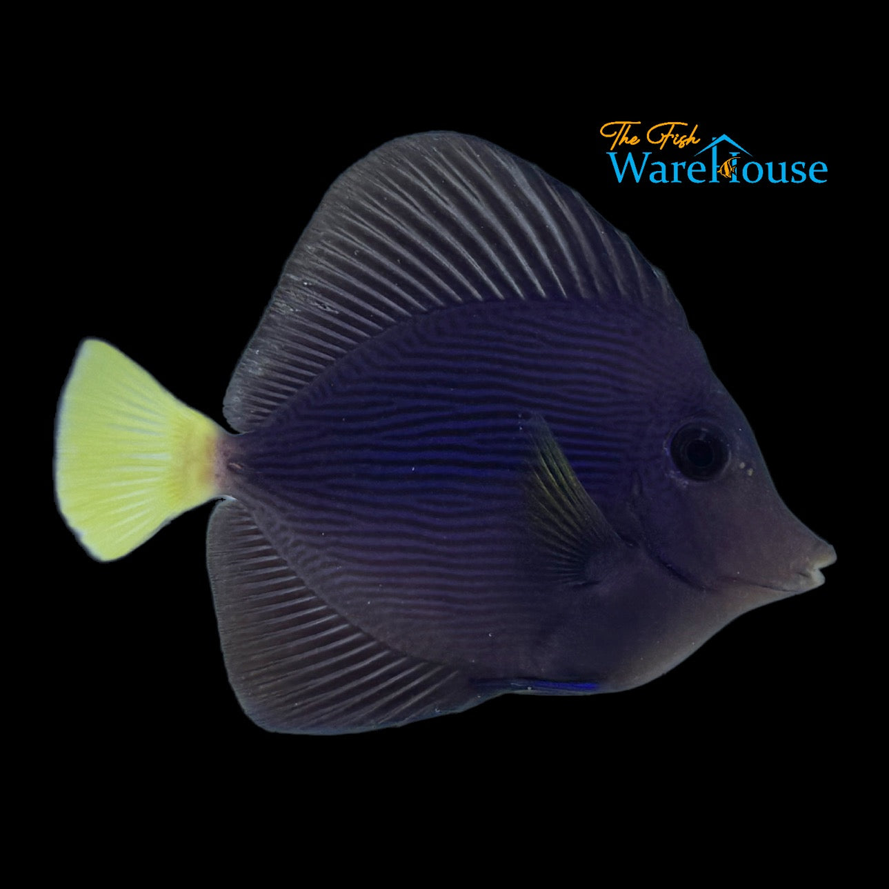 Purple Tang - Captive Bred (Zebrasoma xanthurum)