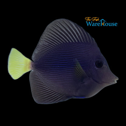 Purple Tang - Captive Bred (Zebrasoma xanthurum)