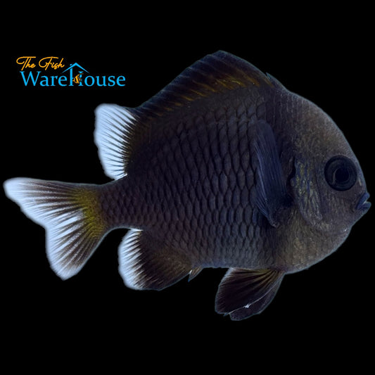 Yellowtail Dascyllus Damsel (Dascyllus flavicaudus)