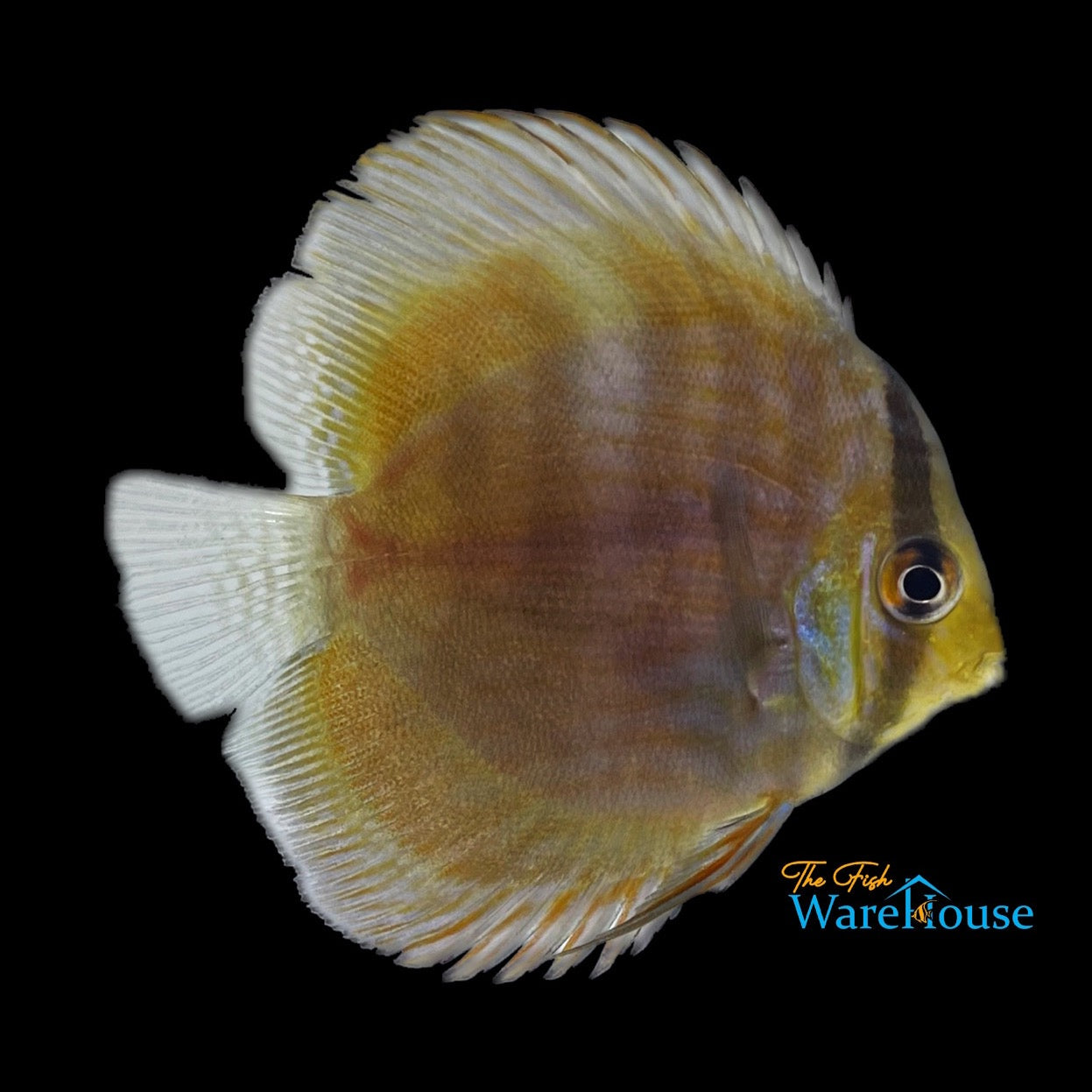 Blue Face Heckel Discus - Wild (Symphysodon discus 'Nova Airao')