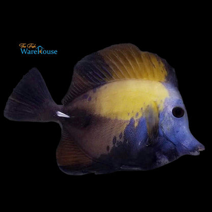 Blue Face Koi Tang (Zebrasoma scopas sp.)