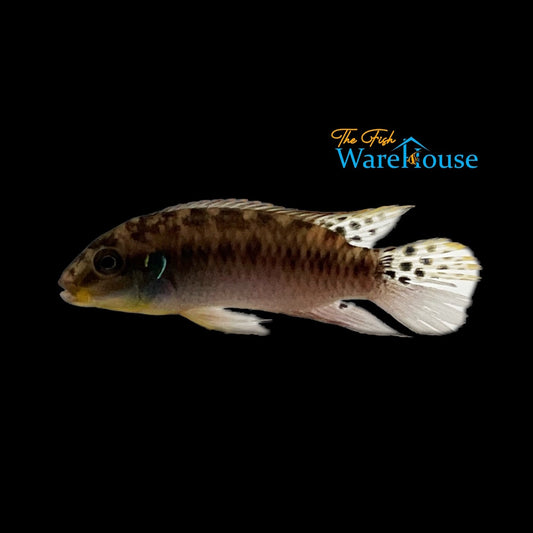 Blue Fin Kribensis (Enigmatochromis lucanusi)