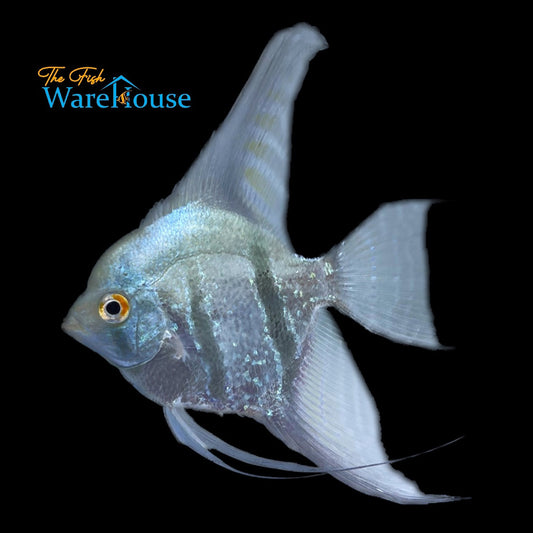 Blue Ghost Angelfish (Pterophyllum scalare)