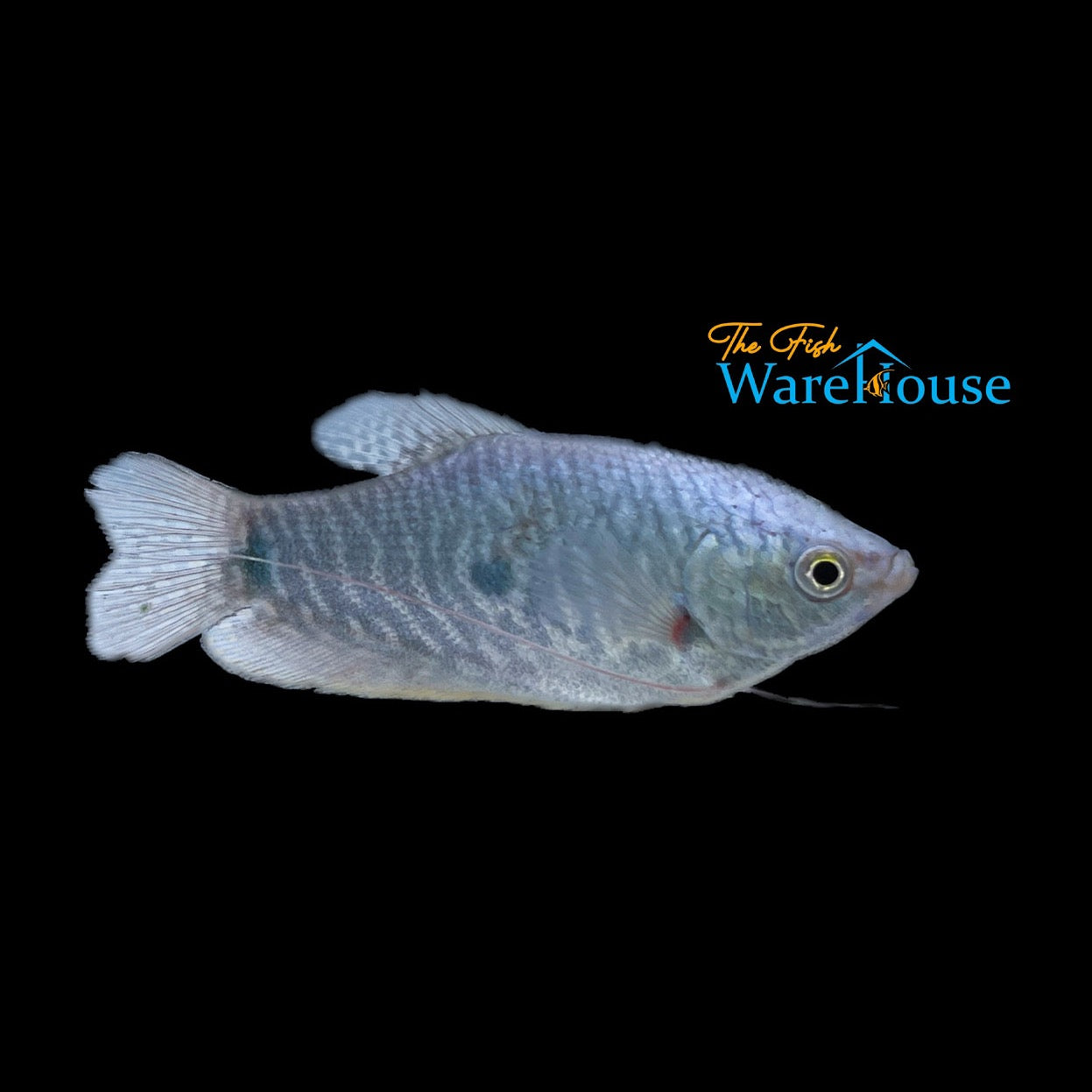 Blue Gourami (Trichopodus trichopterus)