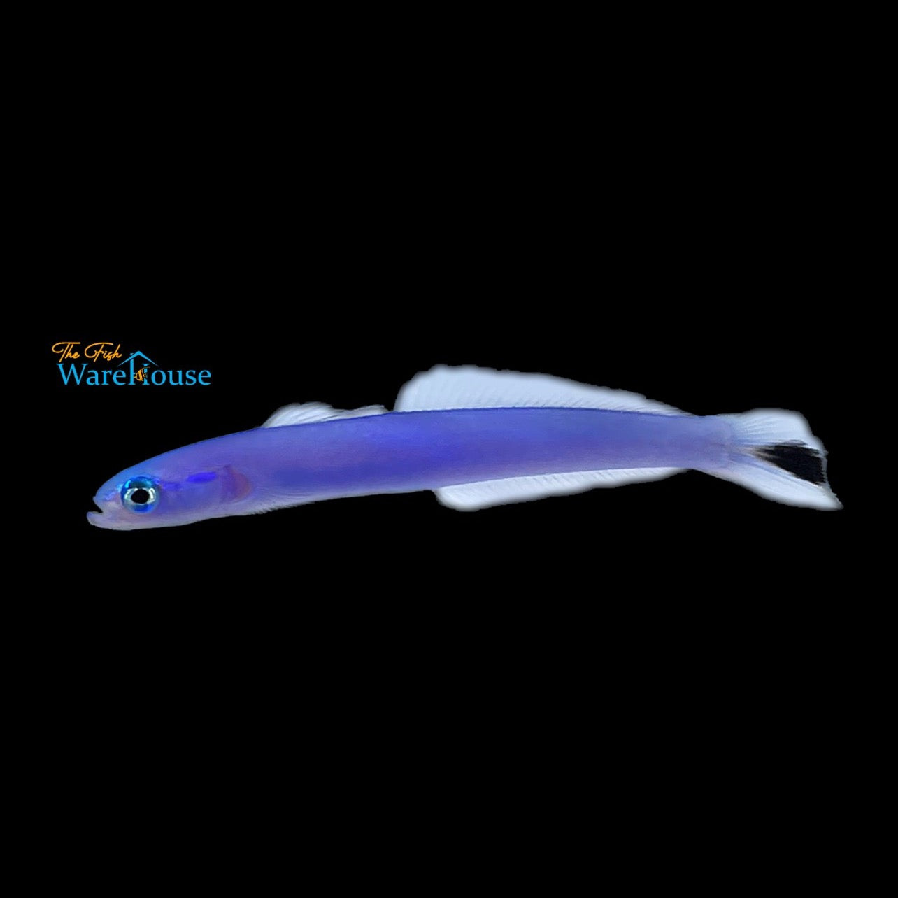 Blue Gudgeon (Ptereleotris heteroptera)