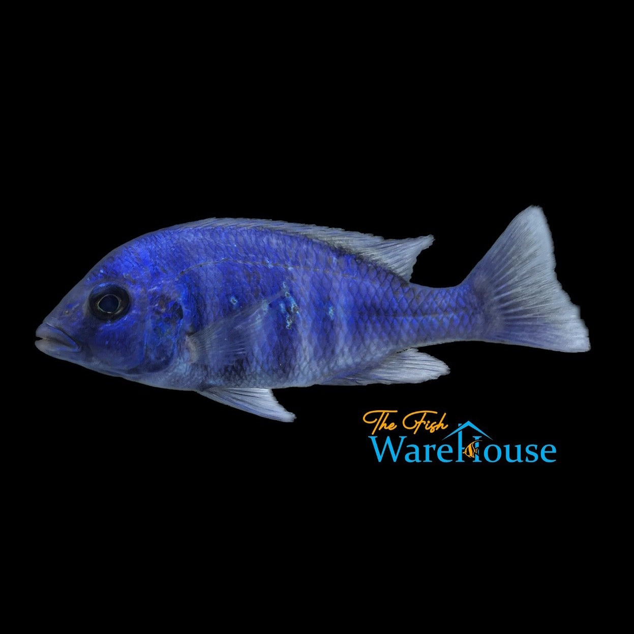 Star Sapphire Cichlid (Placidochromis sp. phenochilus Lupingu)