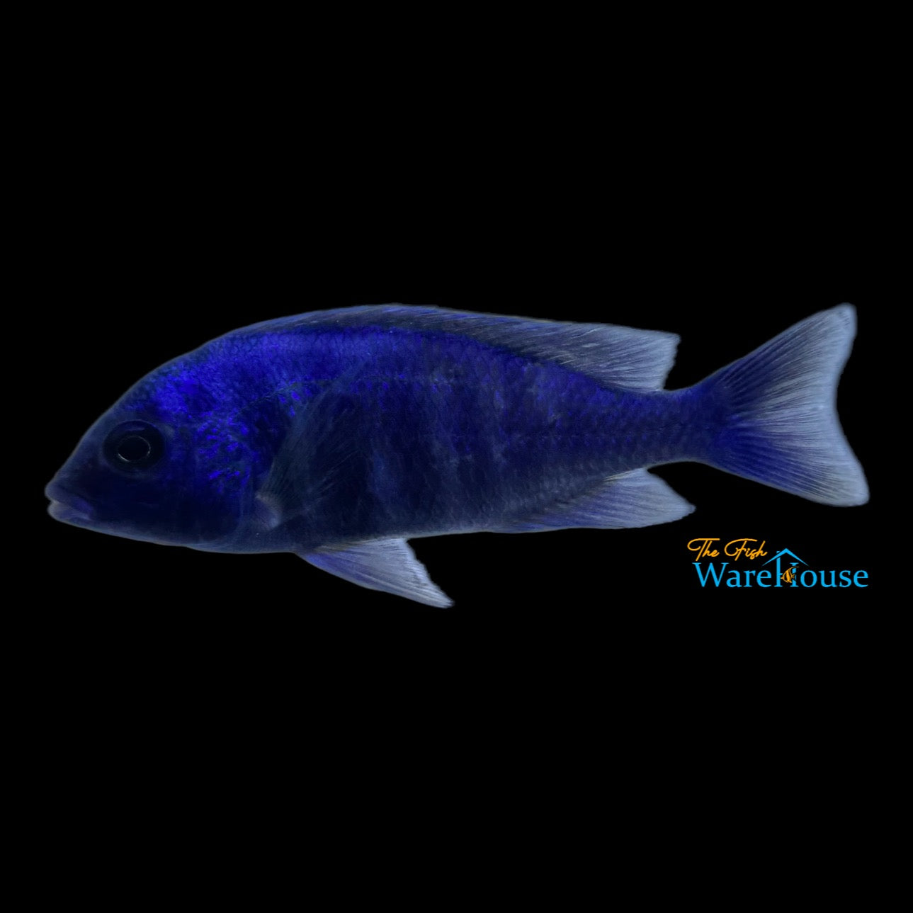 Star Sapphire Cichlid (Placidochromis sp. phenochilus Lupingu)