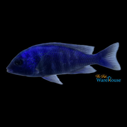 Star Sapphire Cichlid (Placidochromis sp. phenochilus Lupingu)