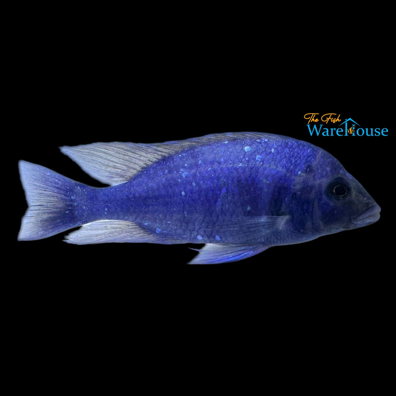 Star Sapphire Cichlid (Placidochromis sp. phenochilus Lupingu)