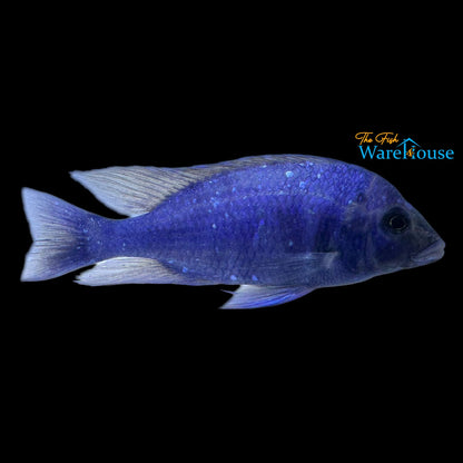 Star Sapphire Cichlid (Placidochromis sp. phenochilus Lupingu)