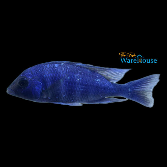 Star Sapphire Cichlid (Placidochromis sp. phenochilus Lupingu)