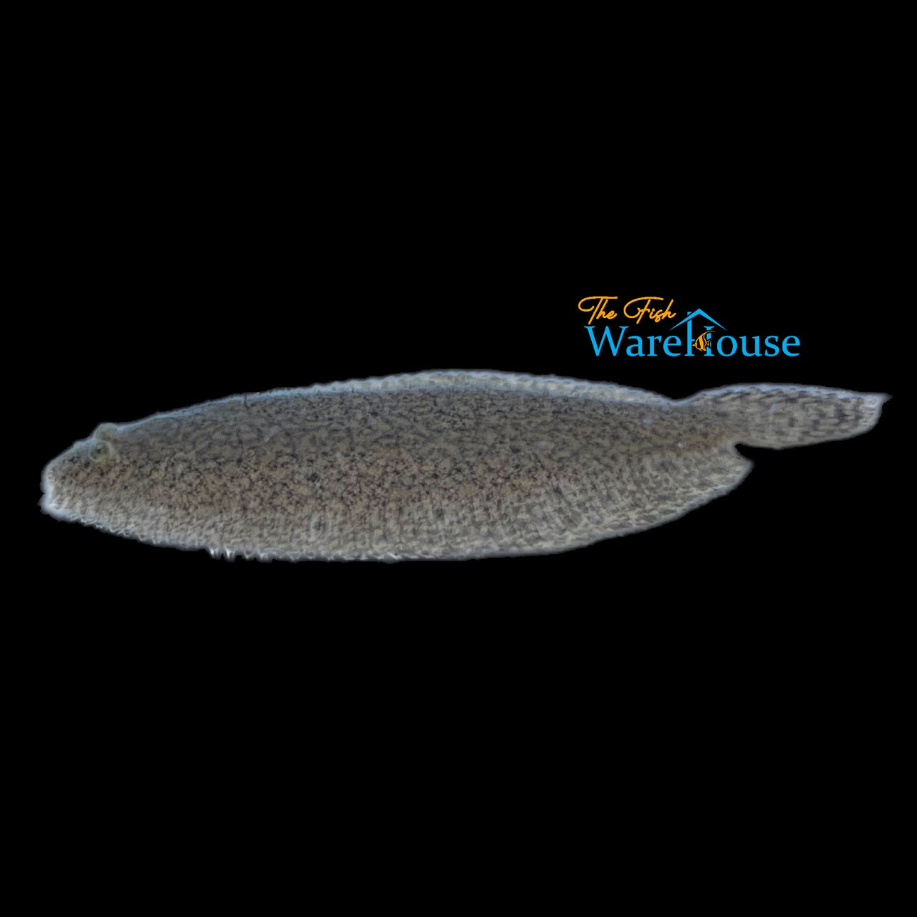 South American Freshwater Flounder (Hypoclinemus mentalis)