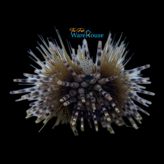 Banded Longspine Urchin (Echinothrix calamari)