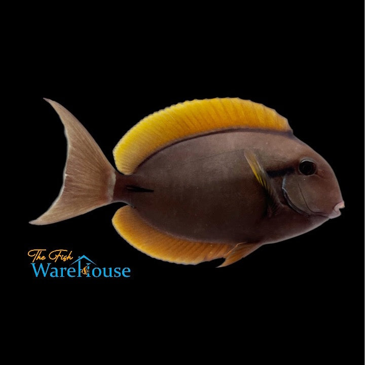 Epaulette Surgeonfish (Acanthurus nigricauda)