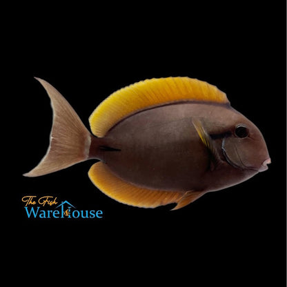 Epaulette Surgeonfish (Acanthurus nigricauda)