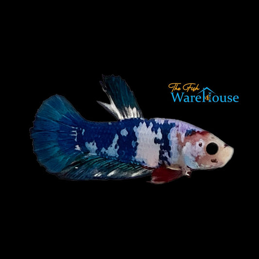 Blue Koi Plakat Betta - Male (Betta splendens)