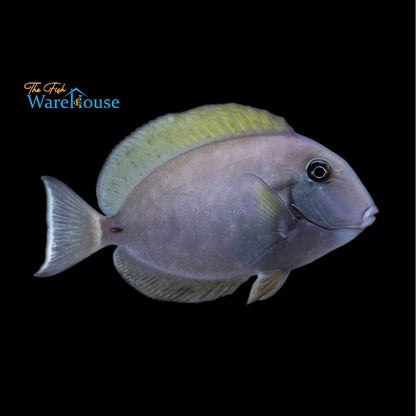 Epaulette Surgeonfish (Acanthurus nigricauda)