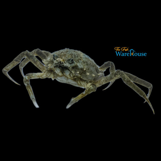 Portly Spider Crab (Libinia emarginata)