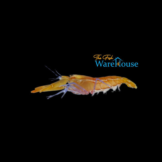 Blue Leg Pistol Shrimp (Alpheus formosus)