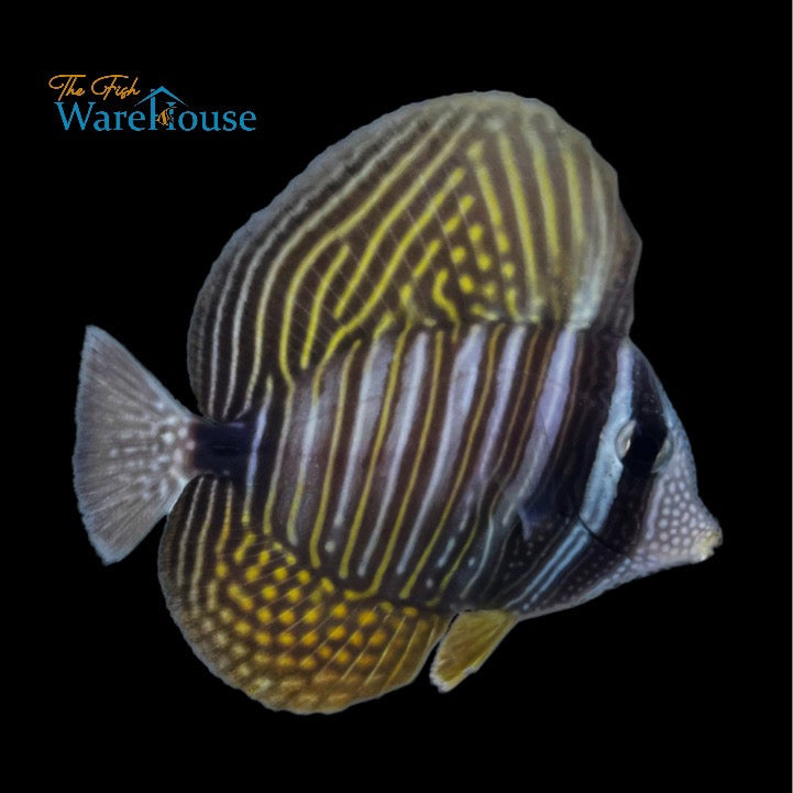 Desjardini Sailfin Tang (Zebrasoma desjardini)