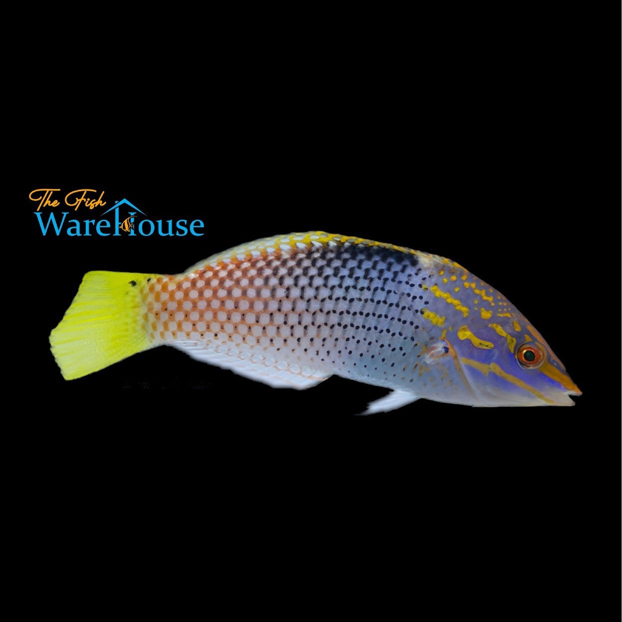 Marble 'Checkerboard' Wrasse (Halichoeres hortulanus)