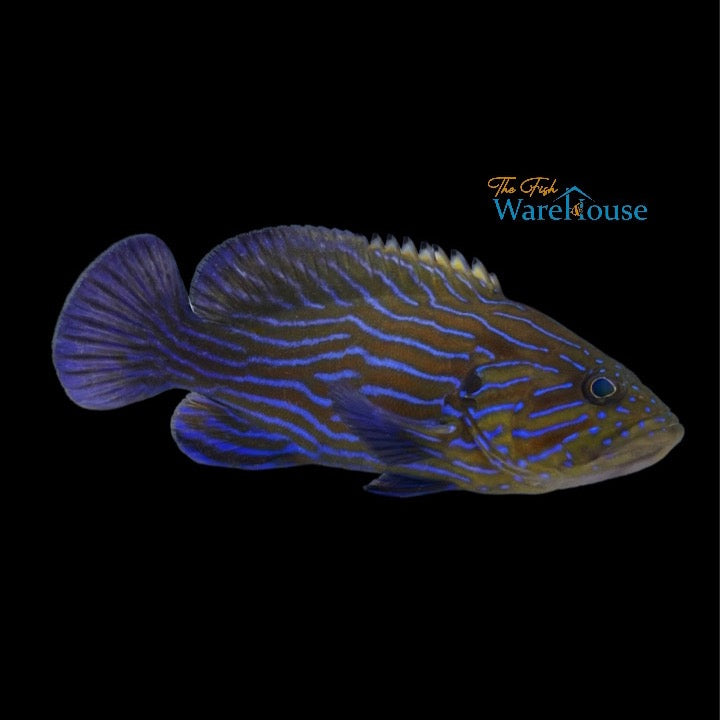 Blue Line Grouper (Cephalopholis formosa)