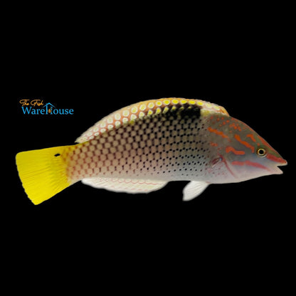 Marble 'Checkerboard' Wrasse (Halichoeres hortulanus)