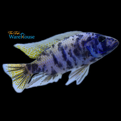 OB Ahli (Sciaenochromis fryeri ob)