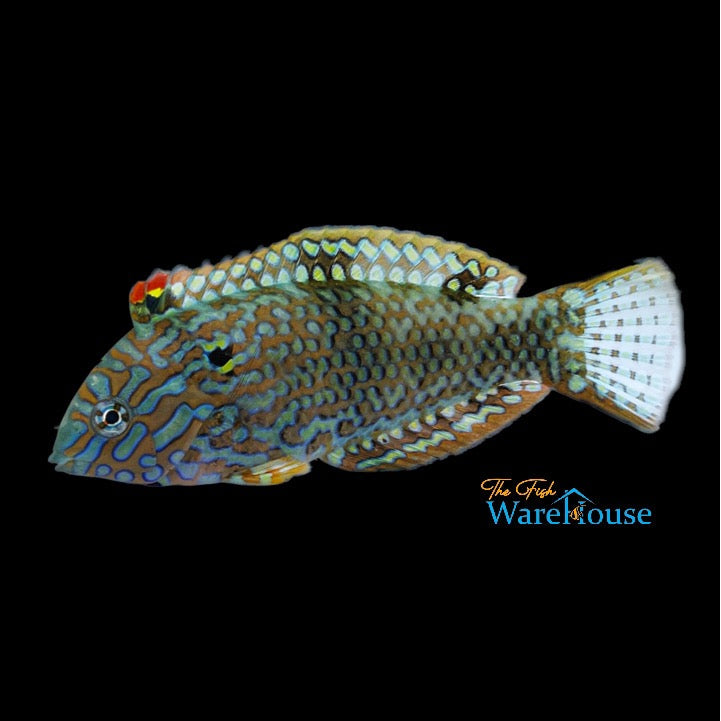 Leopard Wrasse - Male (Macropharyngodon meleagris)