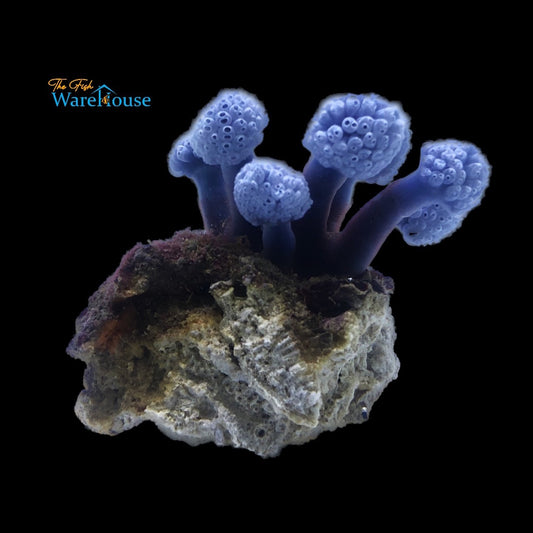 Blue Lollipop Tunicate (Nephtheis fascicularis)