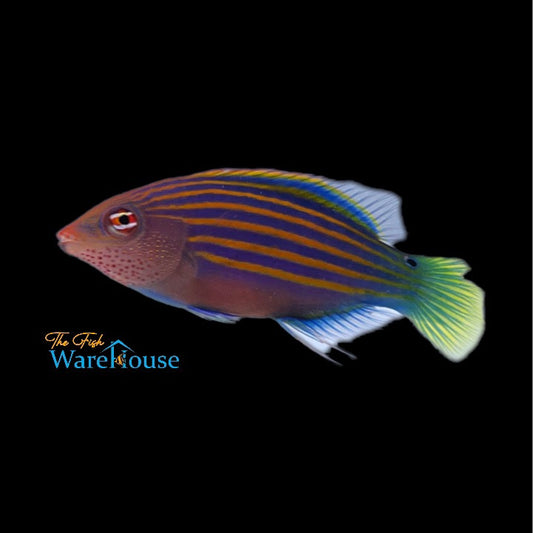 Six Line Wrasse (Pseudocheilinus hexataenia)