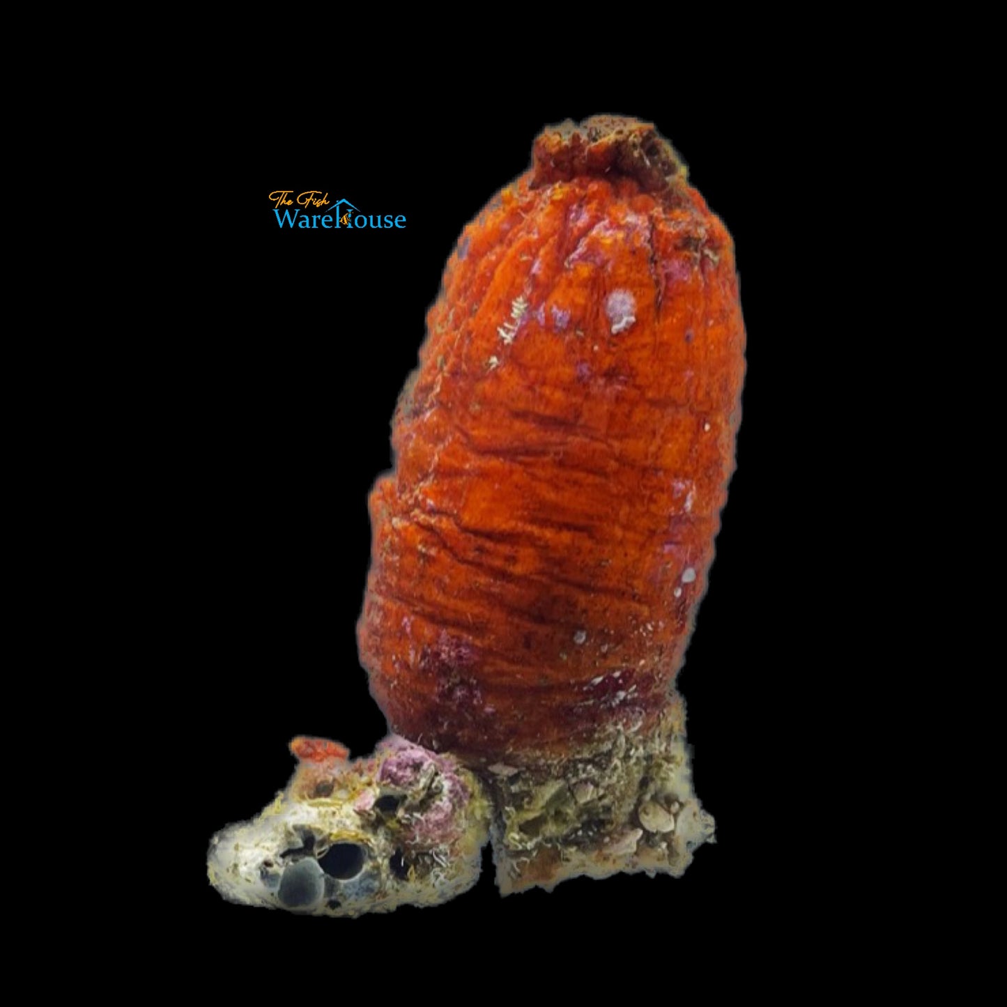 Rose Tunicate (Polycarpa spongiabilis)