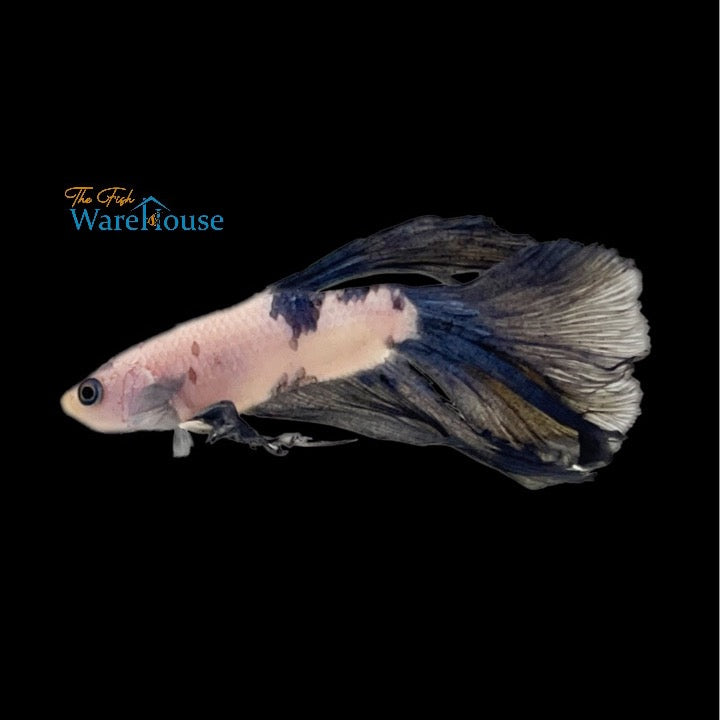 Blue Marble Halfmoon Betta - Male (Betta spledens)