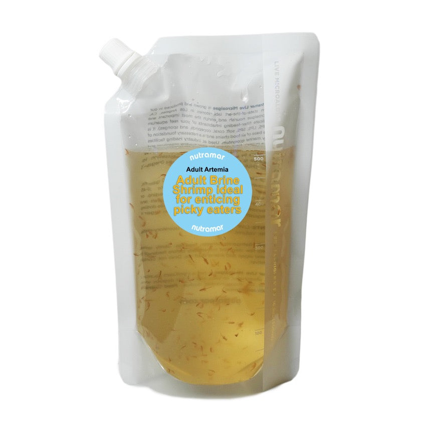 Nutramar Live Adult Brine Shrimp