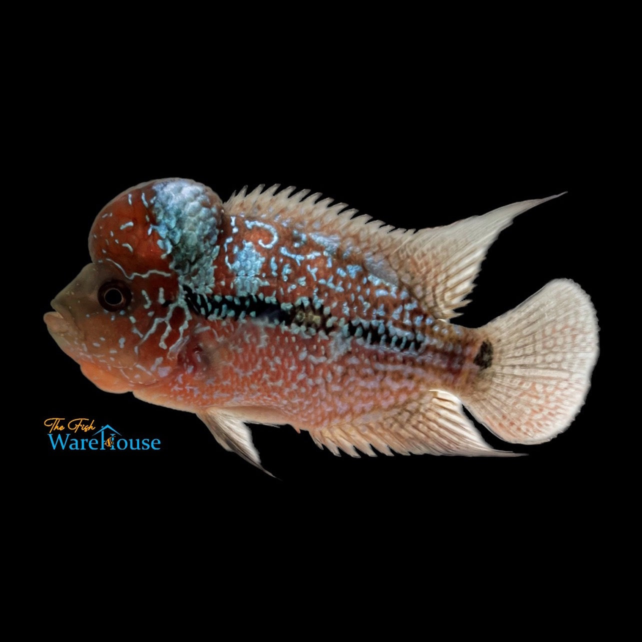 Blue Metallic Red Dragon Flowerhorn (Cichlasoma x)