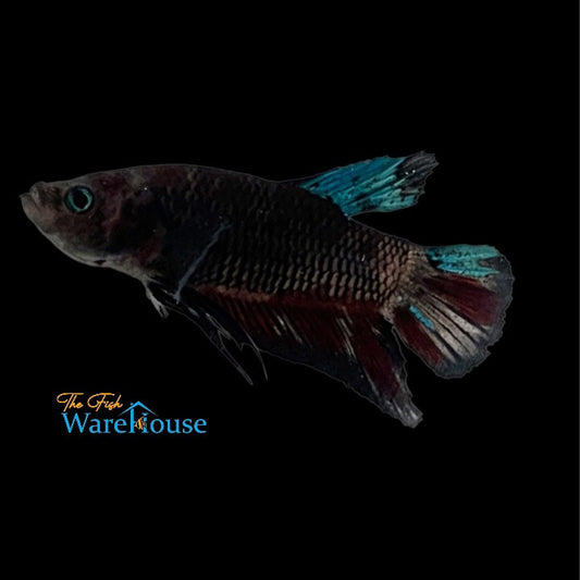 Blue Midnight Copper Plakat Betta - Male (Betta splendens)