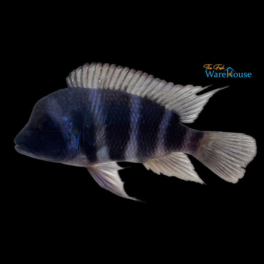 Blue Moba Frontosa - Wild (Cyphotilapia gibberosa 'Moba')