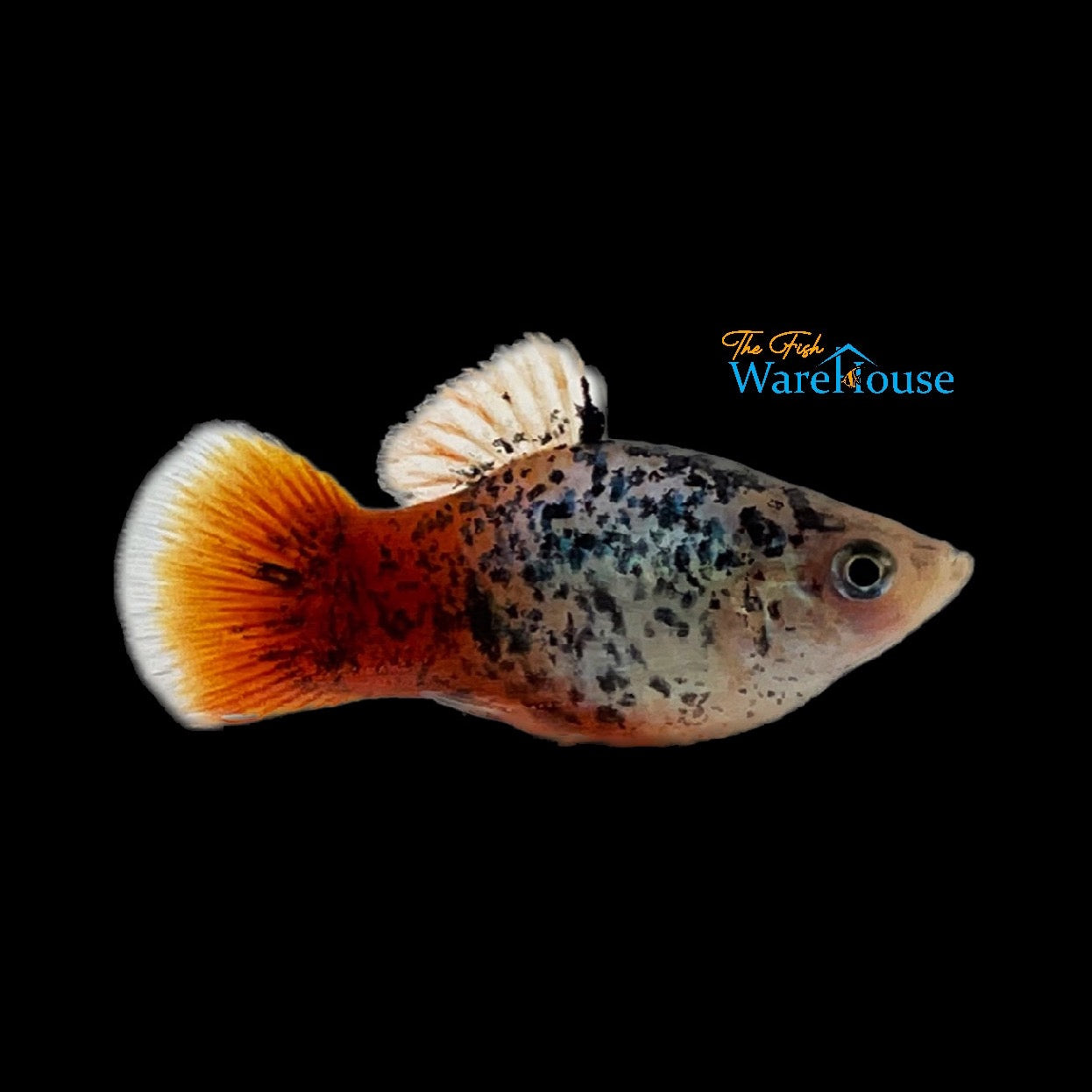 Blue Mountain Calico Platy (Xiphophorus maculatus)