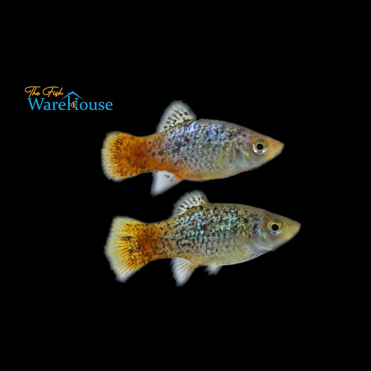 Blue Mountain Calico Platy (Xiphophorus maculatus)