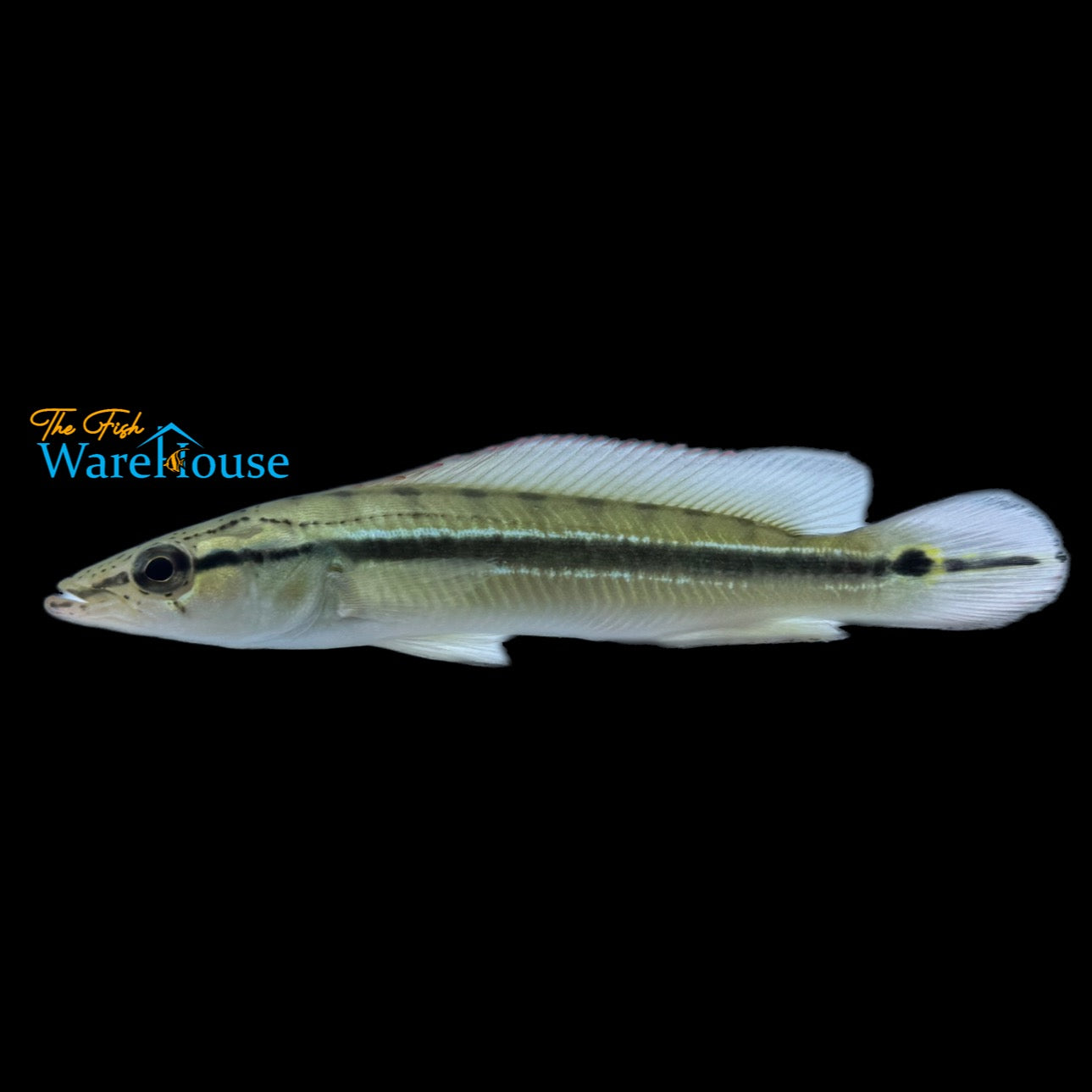 Lugubris Pike (Crenicichla lugubris)