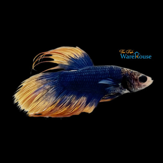 Blue Mustard Gas Crowntail Betta - Male (Betta splendens)