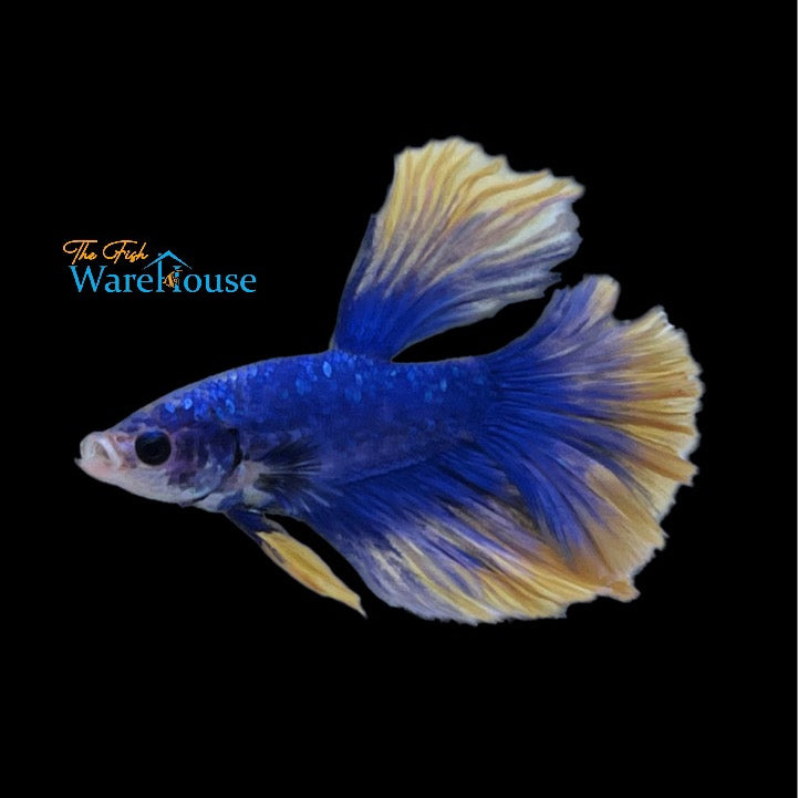 Blue Mustard Gas Halfmoon Betta - Male (Betta splendens)