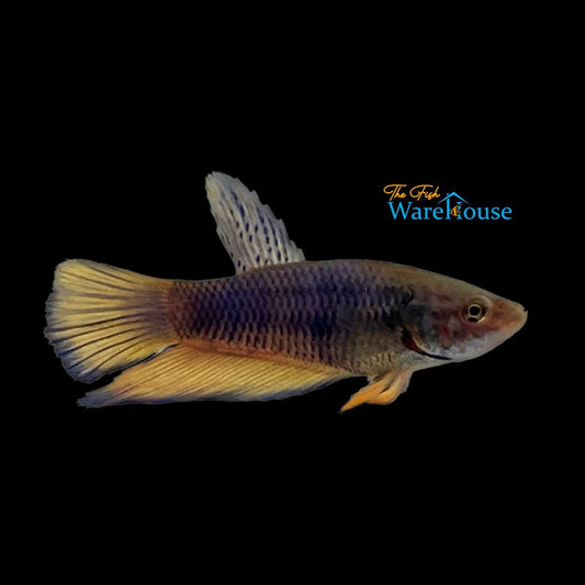 Blue Mustard Gas Plakat Betta - Male (Betta splendens)