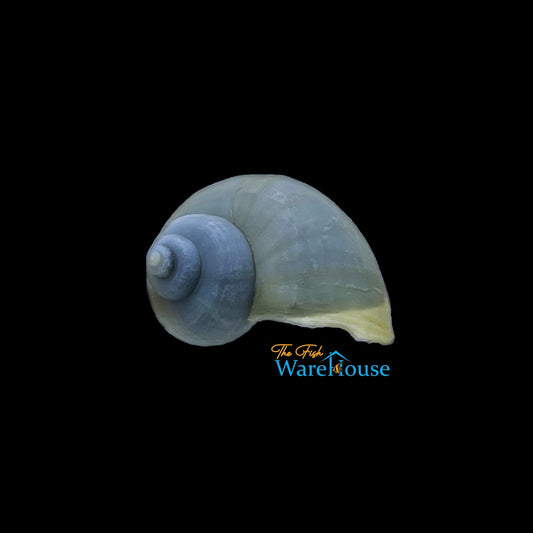 Blue Mystery Snail (Pomacea bridgesii)