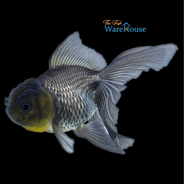 Blue Oranda Goldfish (Carassius auratus)