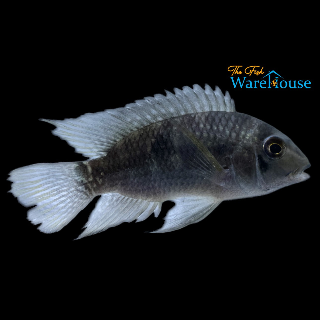 Saddle Cichlid (Aequidens tetramerus)